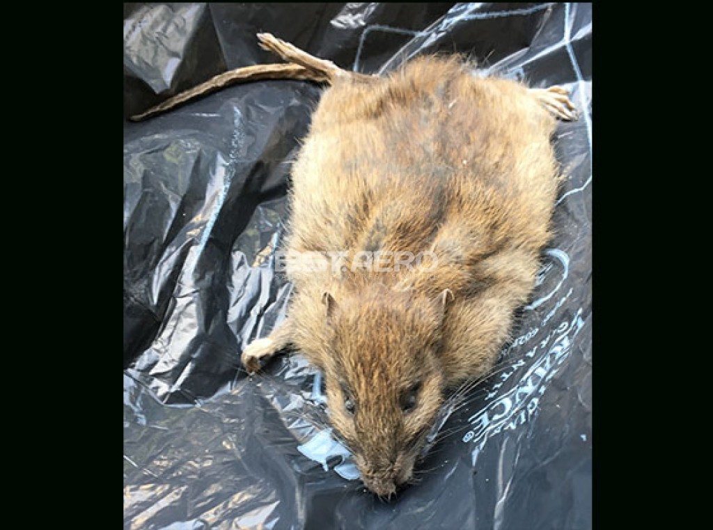 Elimination odeur de rats morts ou autres rongeurs ou carnassiers BST Aero