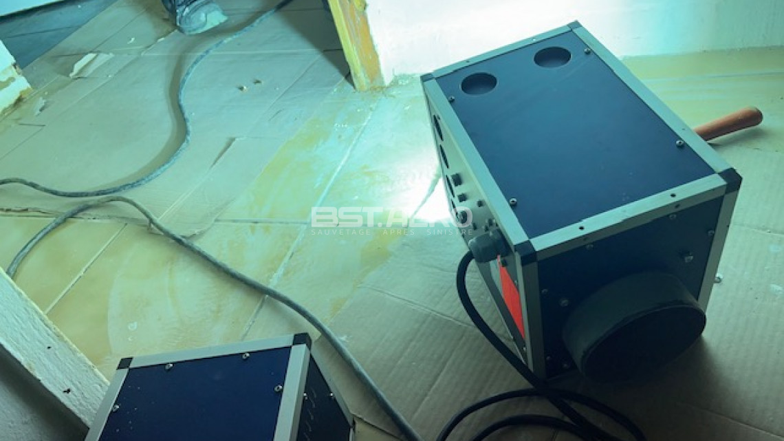 nettoyage urine de chats