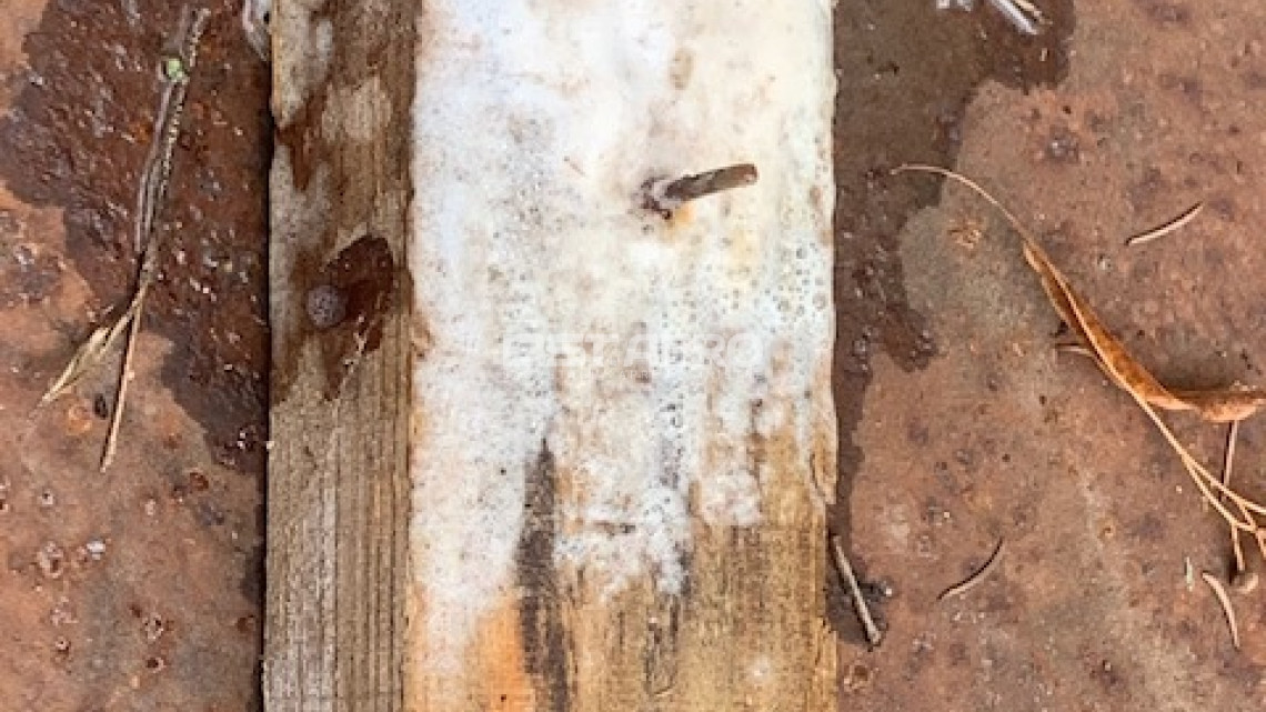 comment enlever urine de chat sur sol