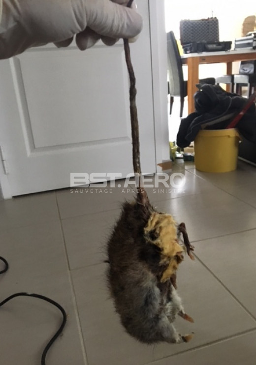 supprimer odeur de souris