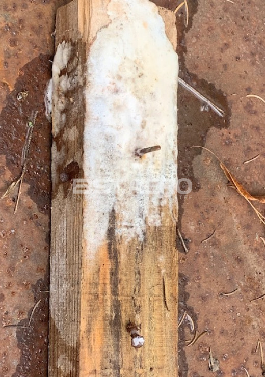 urine de chats bactéries