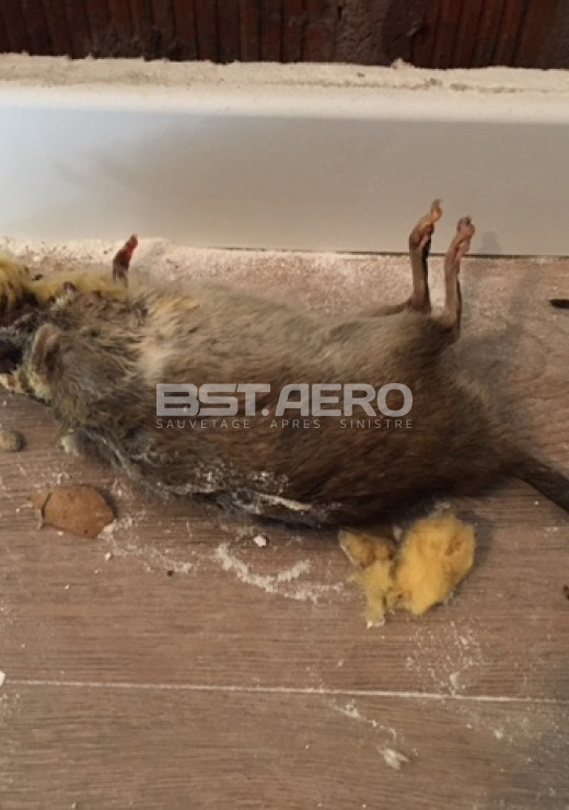 enlever odeur de souris