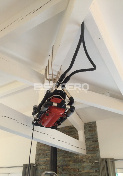 enlever odeur de rat mort