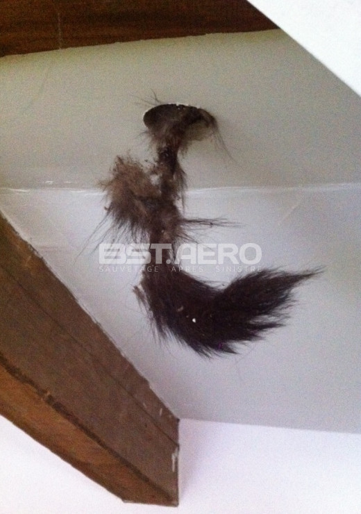 enlever odeur cadavre rat