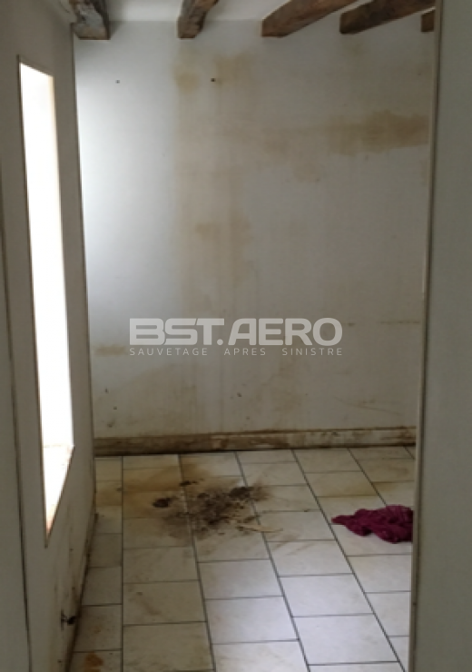 dégradations urine de chats locataires