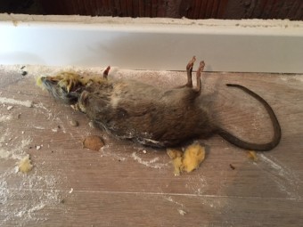 La mort aux rats est elle mortelle chez le chien ?, Cabinet Vétérinaire, AnimalSanté