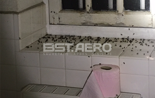 infestation insectes dans vieille maison