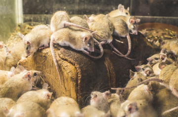 Odeur de Rats morts,&nbsp;Odeur autres Rongeurs